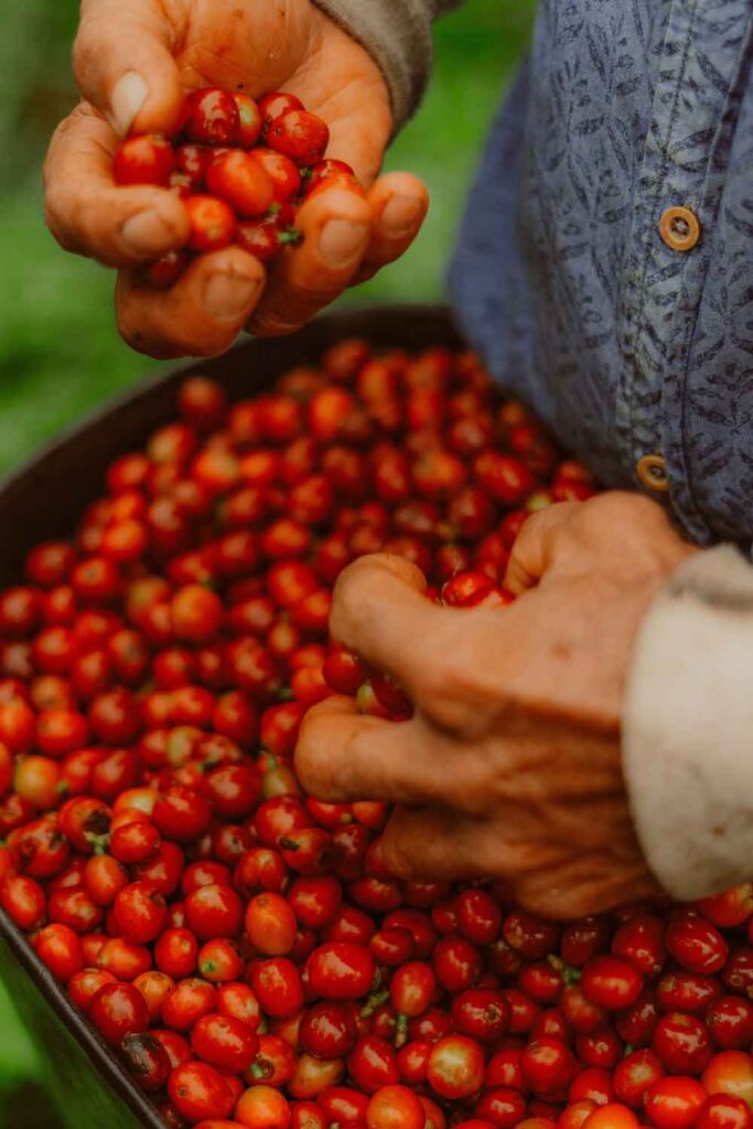 Excelso cafe comida coworking caficultor